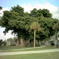 Banyan tree - one tree with many trunks - native of India