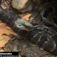 Rattlesnake Close Up 