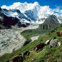 wow, mountain goat cows