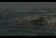 27 Great White Sharks Vrs whale carcass