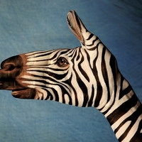 Zebra hand painting