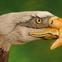 eagle 2 hand painting