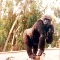 Gorilla sign language