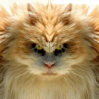 WTF CHU LOOKIN' AT?