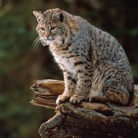 Montana bobcat