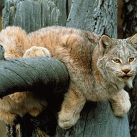 Wyoming Lynx
