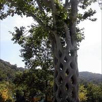 cool engineered tree