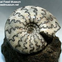 Craspedites Jurassic Ammonite