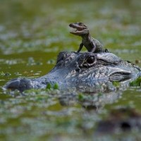 BABY ALLIGATOR RIDE