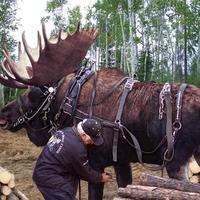 moose logger