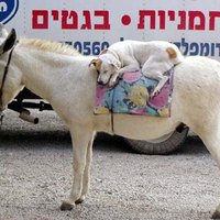 doesnt this donkey look like one of those trannies