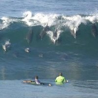 SURFING DOLPHINS