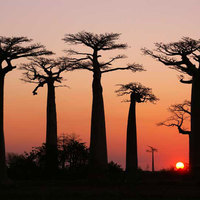 Baobab Trees at Sunset madagascar