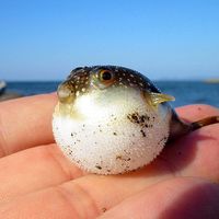 angry blowfish