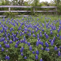 Bluebonnets and an old fence
