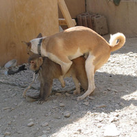 Mating Season2