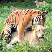 Mating Season 3