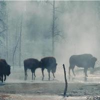 buffalo in the mist