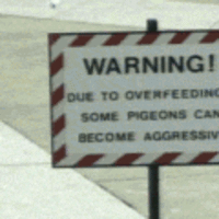 Feeding Pigeons Is Wrong