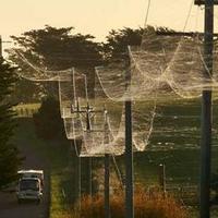 Webs in Ballarat