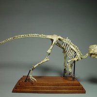 Psittacosaurus 65 Million Years Old