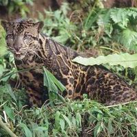 Bornean Leopard