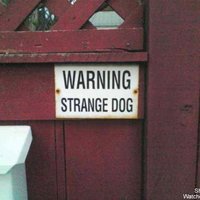Warning Strange Dog