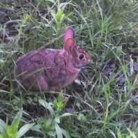 its a bunny...