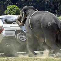 don't run out of food before you get to the elephants