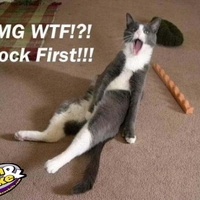 omg cat