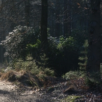 Wallpaper - Dark and light forest.  If you like Rembrandt.
