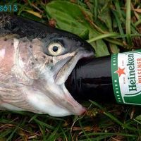 my funny picture collection fish heineken