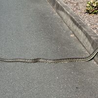 road runner