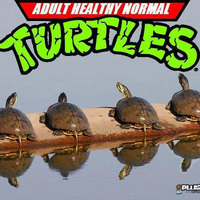 Turtle power