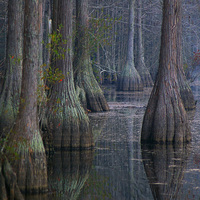 reminds me of the legend of boggy creek