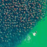 Thousands of Devil Rays