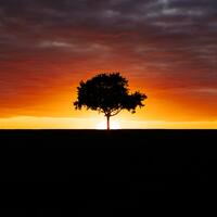 Lone tree at Sunset