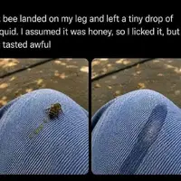 Sweet nectar 