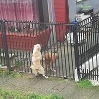 No fence can get between us