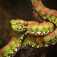Philippine pit viper by Mark Kineth Casindac