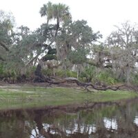 Wild Florida 4