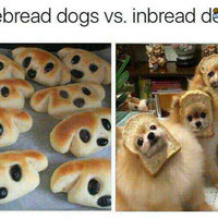 Pure bread dogs vs in-bread dogs
