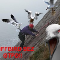 cliffbird...