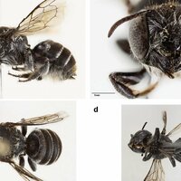 Black Bee in the Bremmer Ranges, West Australia