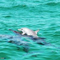 Newborn dolphin riding mum, Penguin Island, West Australia