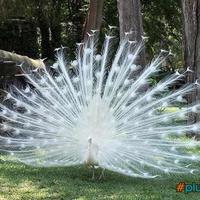 albino peacock