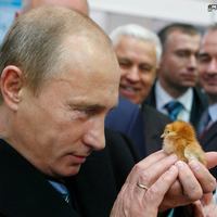 Putin bites the head off a baby chicken