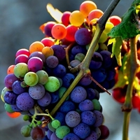 Rainbow grapes