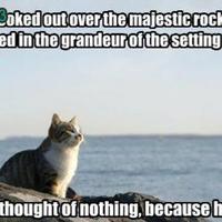 cat thoughts