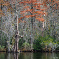 ...Last of Fall Colors by Ed Sanford